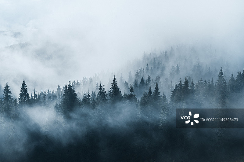 雾中的松树图片素材