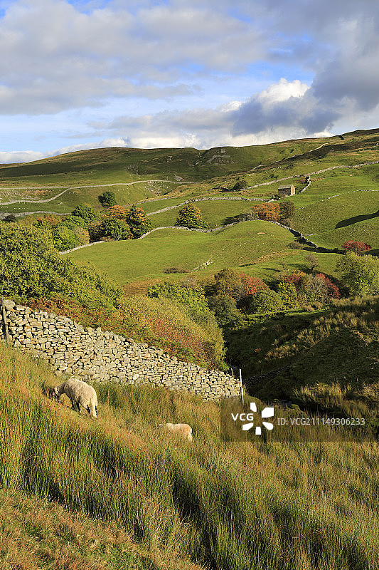 约克郡山谷阿斯基格公地的秋色图片素材
