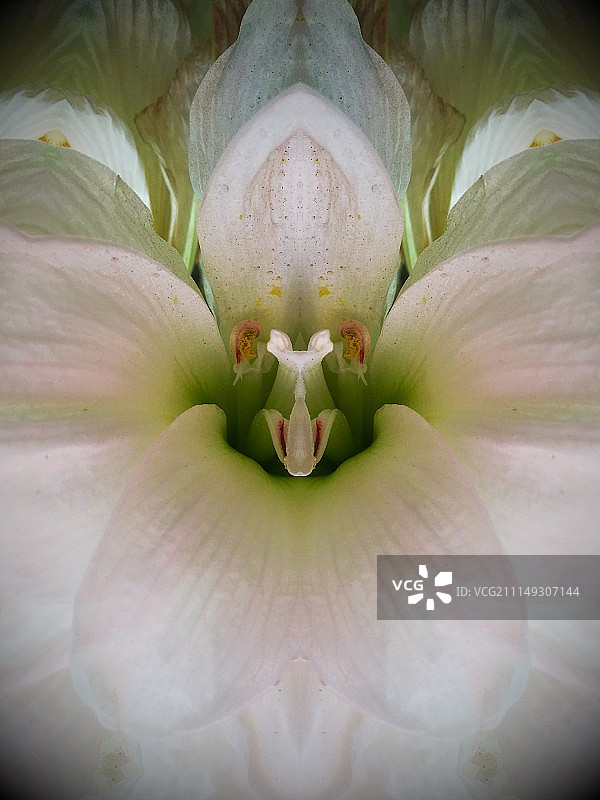 精致的花朵图片素材