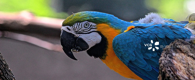 蓝色和黄色金刚鹦鹉图片素材