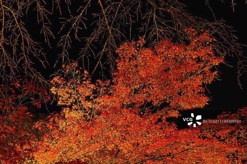 日本岚山图片素材