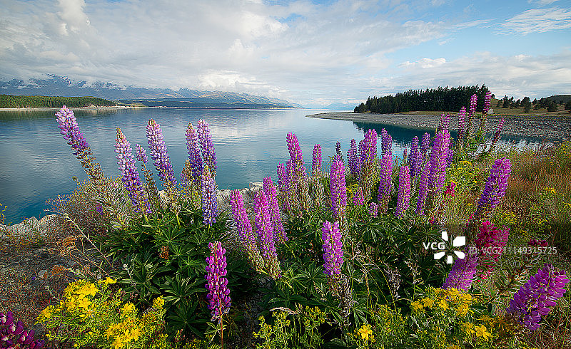 普卡基湖，新西兰图片素材