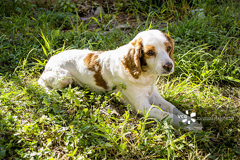 狗狗的平静状态图片素材