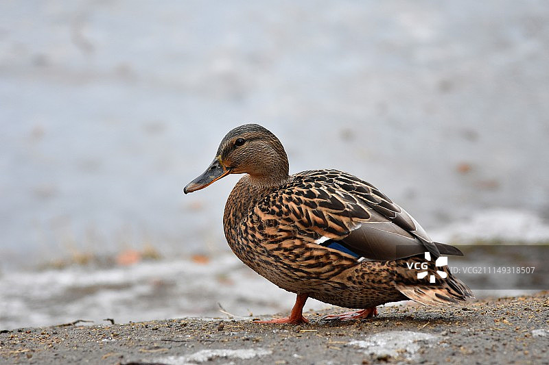 湖上的鸭子图片素材