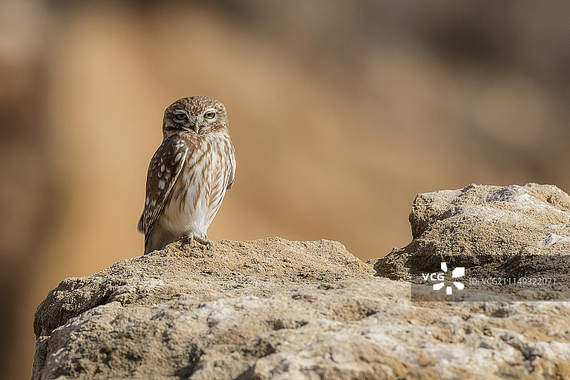 小猫头鹰图片素材