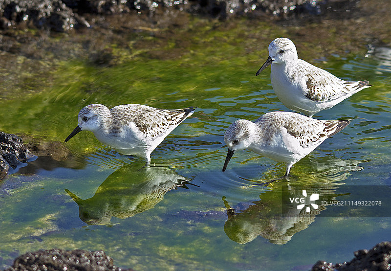 正在觅食的矶鹬图片素材