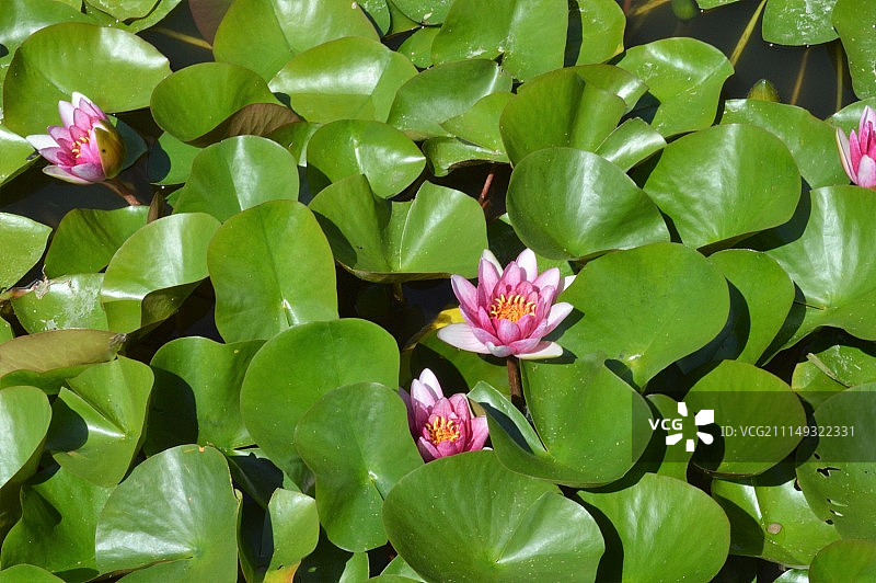 粉色百合花图片素材