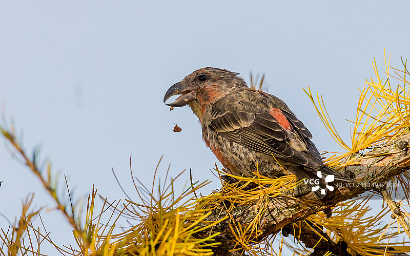 红交嘴雀；芬兰坦佩雷图片素材