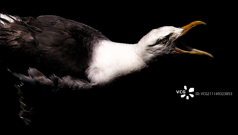 海鸥BI图片素材