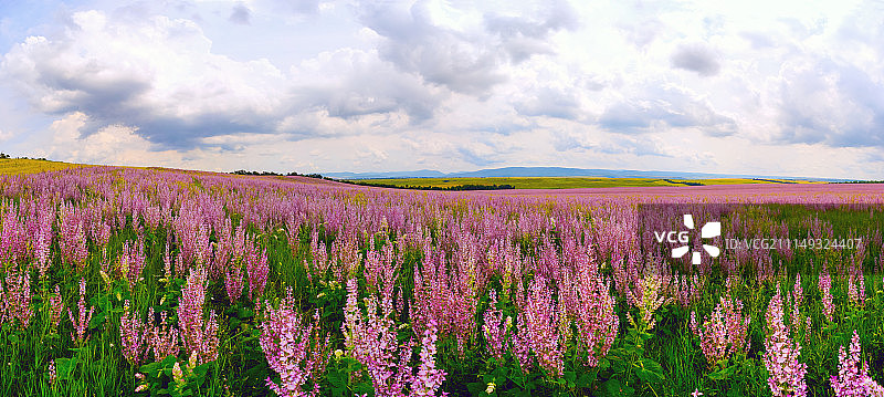 盛开的草地鼠尾草田野全景图片素材