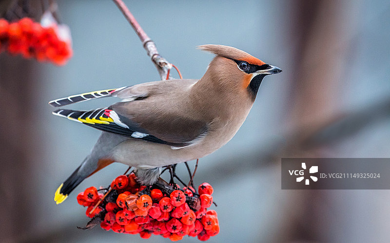 太平鸟图片素材