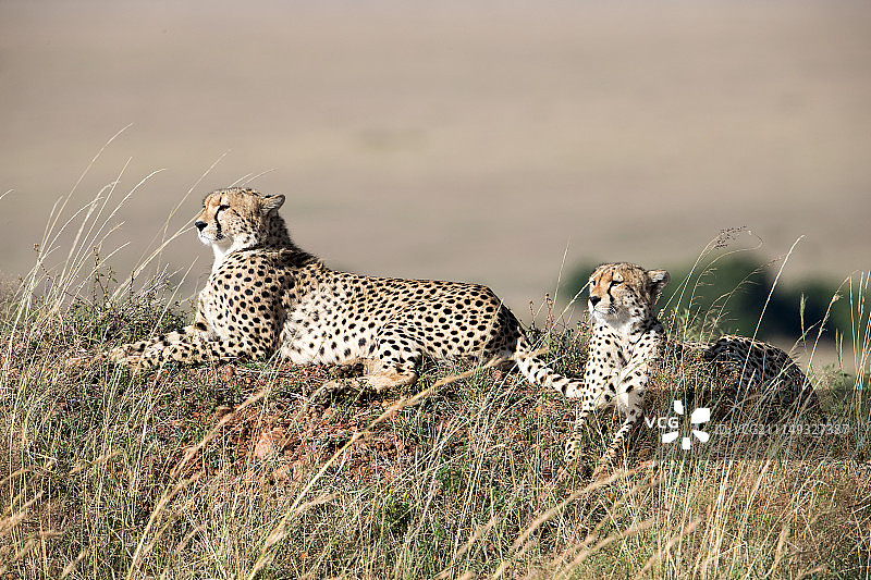 马赛马拉图片素材