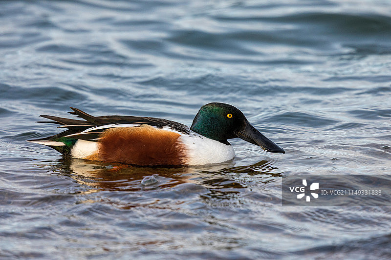 琵嘴鸭图片素材