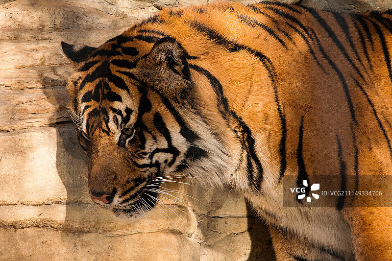 苏门答腊虎图片素材