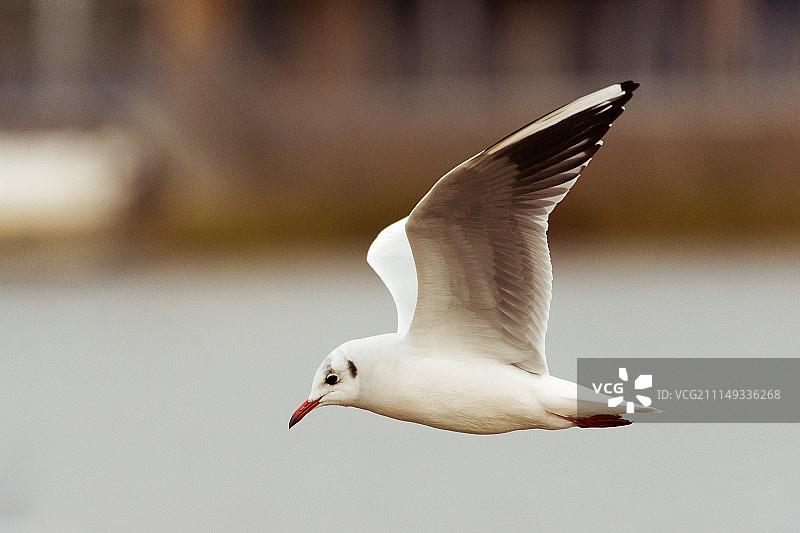 黑头鸥（冬季羽毛）图片素材