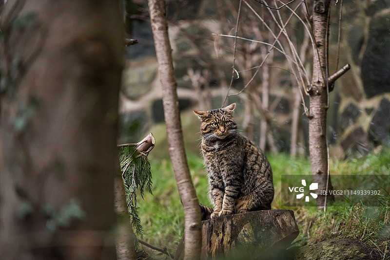 苏格兰野猫图片素材