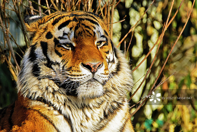 Wulf Dieter Vogl拍摄作品图片素材