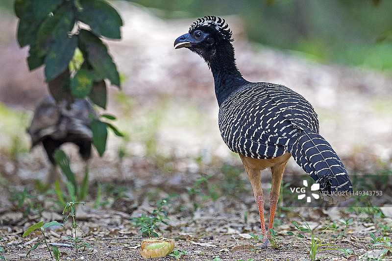 裸面蕉鹃（雌性）图片素材