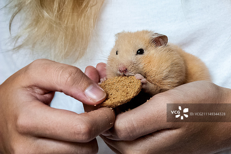 仓鼠吃曲奇图片素材