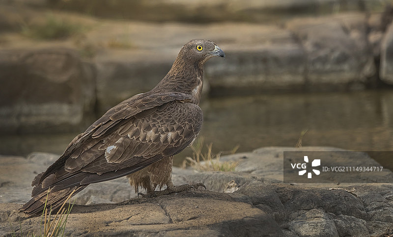 东方蜜蜂鹰图片素材