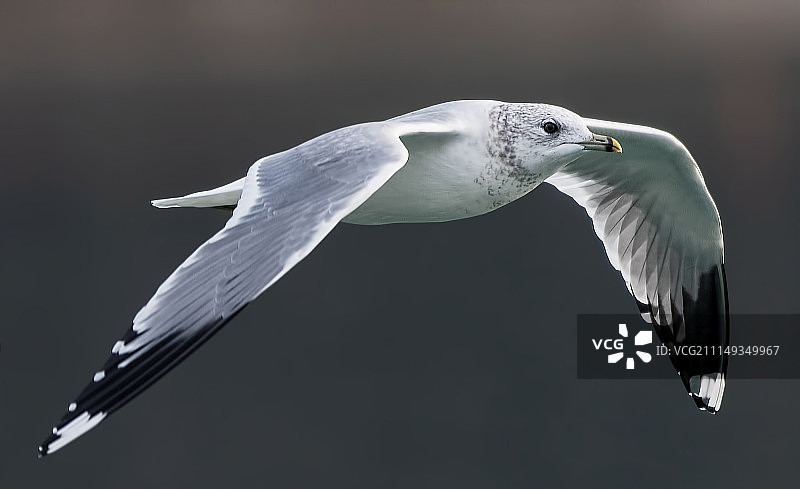 Larus canus (普通海鸥)图片素材