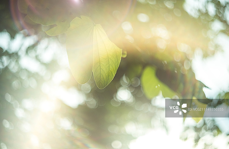 逆光叶子图片素材