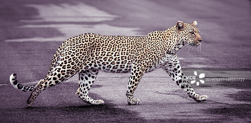 猎豹穿越图片素材