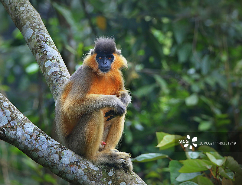 戴帽叶猴图片素材