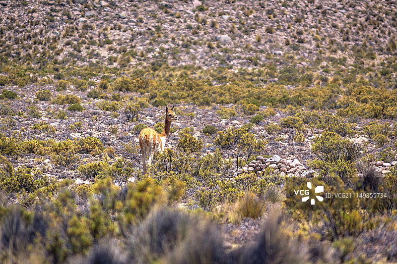 秘鲁科尔卡峡谷的美洲驼图片素材