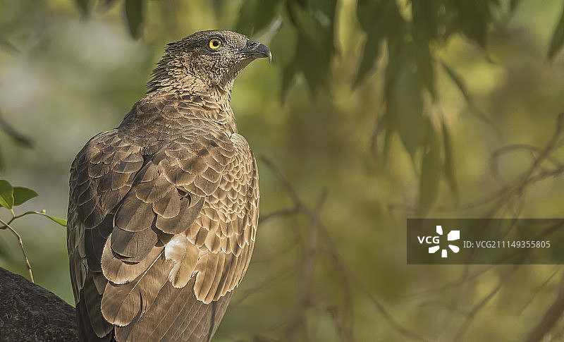 东方蜜蜂鹰图片素材