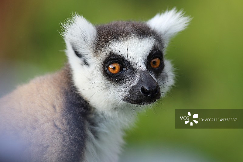 环尾狐猴图片素材