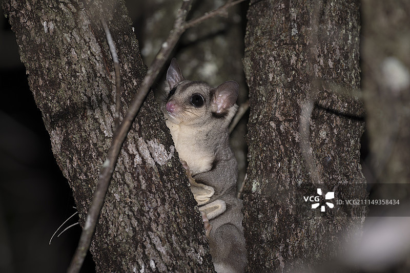 蜜袋鼯图片素材