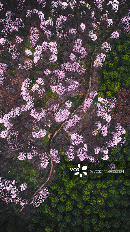樱花园图片素材