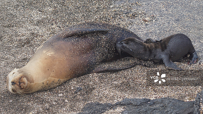 加拉帕戈斯海狮和幼崽图片素材
