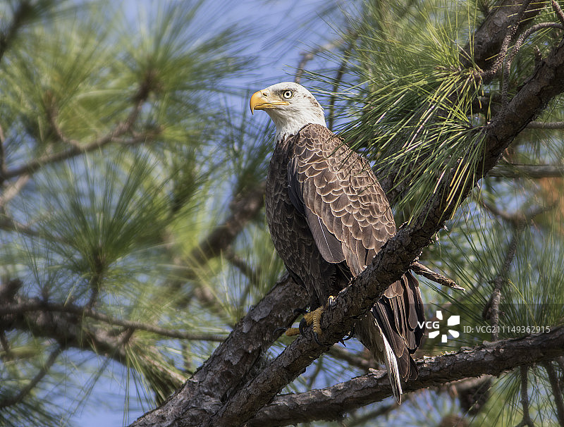 老鹰湖塞米诺尔图片素材