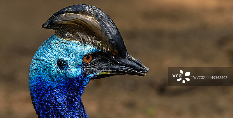 食火鸡图片素材