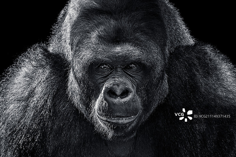 西部低地大猩猩XII图片素材
