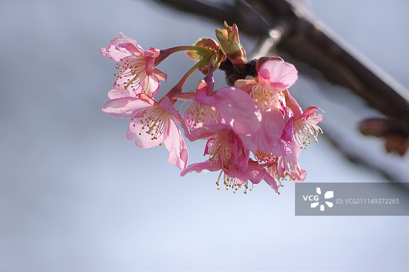 日本座间市图片素材