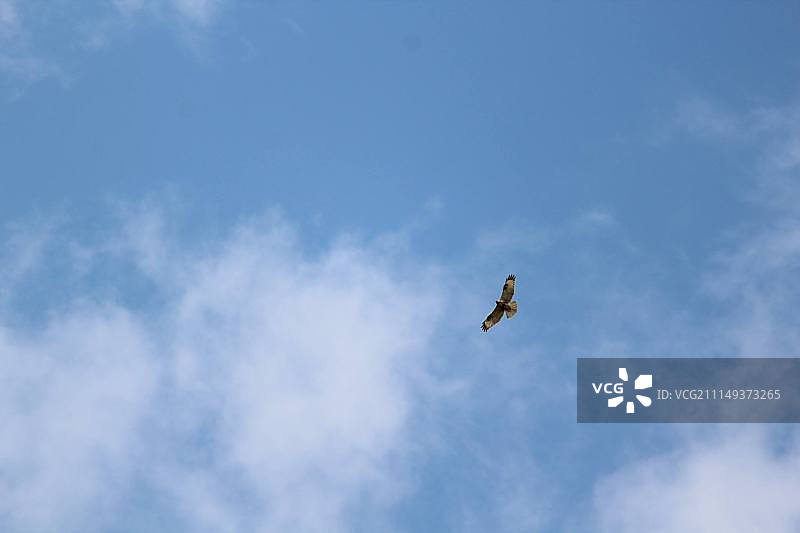 雄鹰展翅图片素材