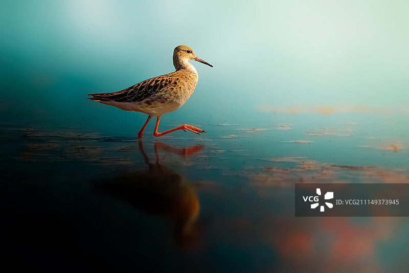 蓝色之梦……图片素材