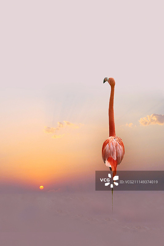 火烈鸟图片素材