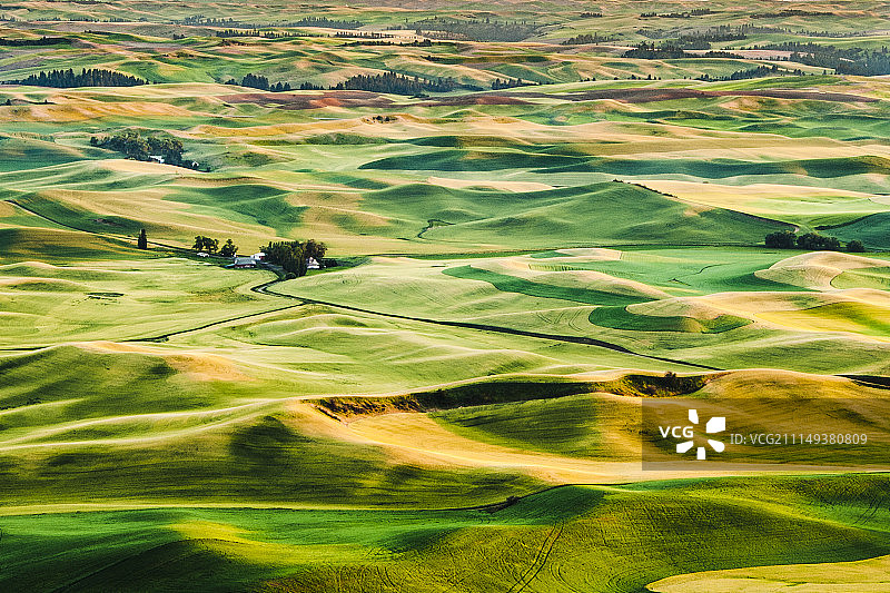 华盛顿州科尔法克斯的帕卢斯小麦丘陵图片素材