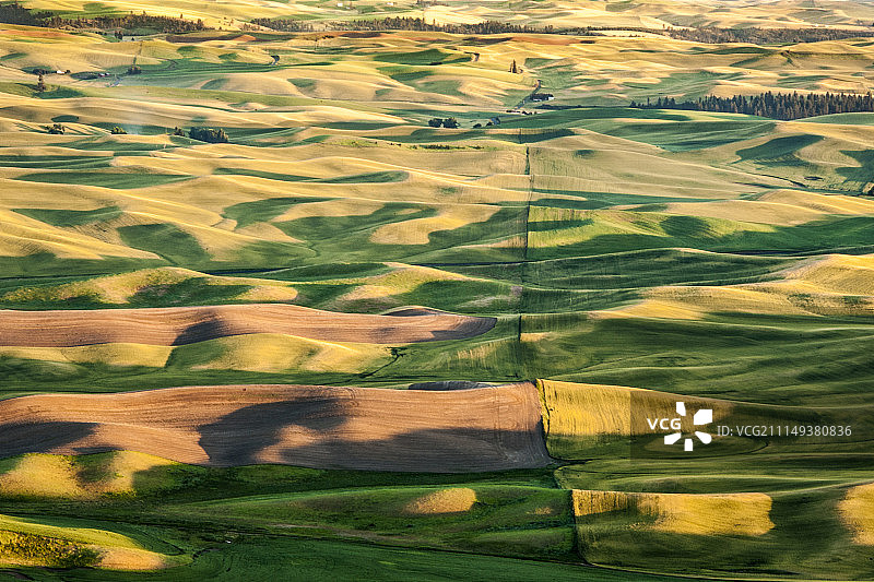 华盛顿州科尔法克斯的帕卢斯小麦丘陵图片素材