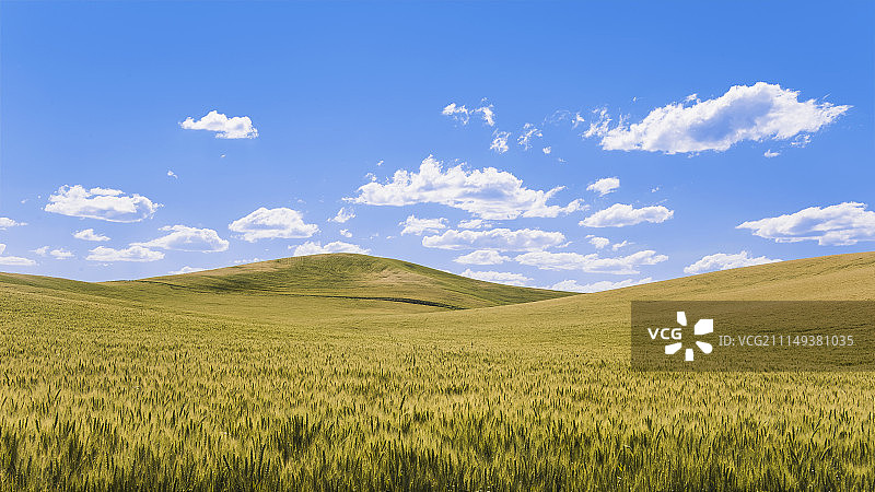 华盛顿州科尔法克斯的帕卢斯小麦地山丘图片素材