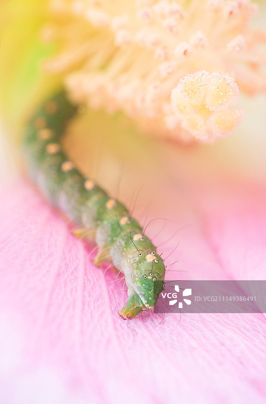 蝴蝶幼虫微距特写图片素材