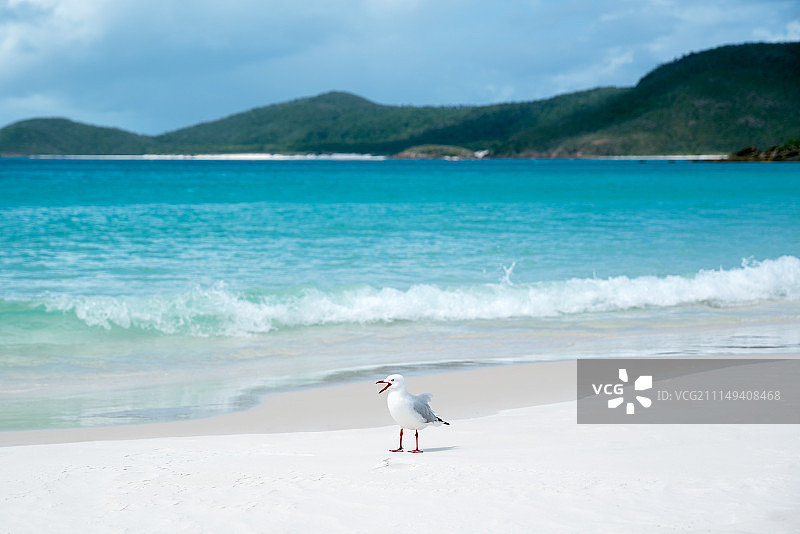 澳大利亚昆士兰白天堂海滩图片素材