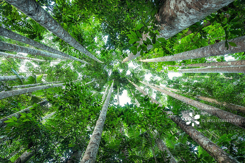 帕罗尼拉公园考里树图片素材