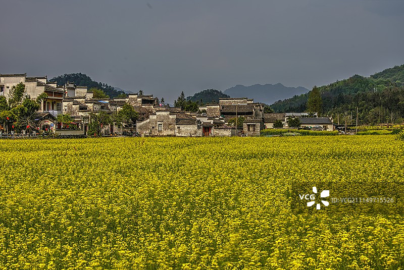 安徽黄山宏村西递歙县油菜花图片素材