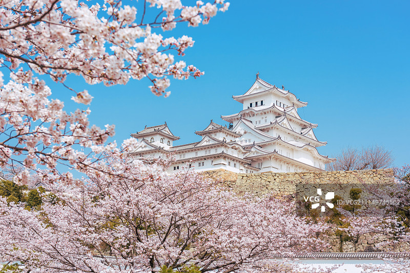 日本姬路城樱花图片素材