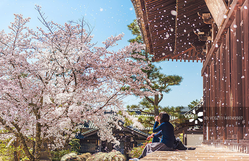 日本樱花景观图片素材